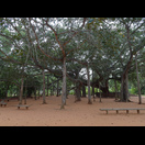 Die Gründerin von Auroville bestimmte den Ort dieser.Banyan-Feige zum Mittelpunkt der Siedlung